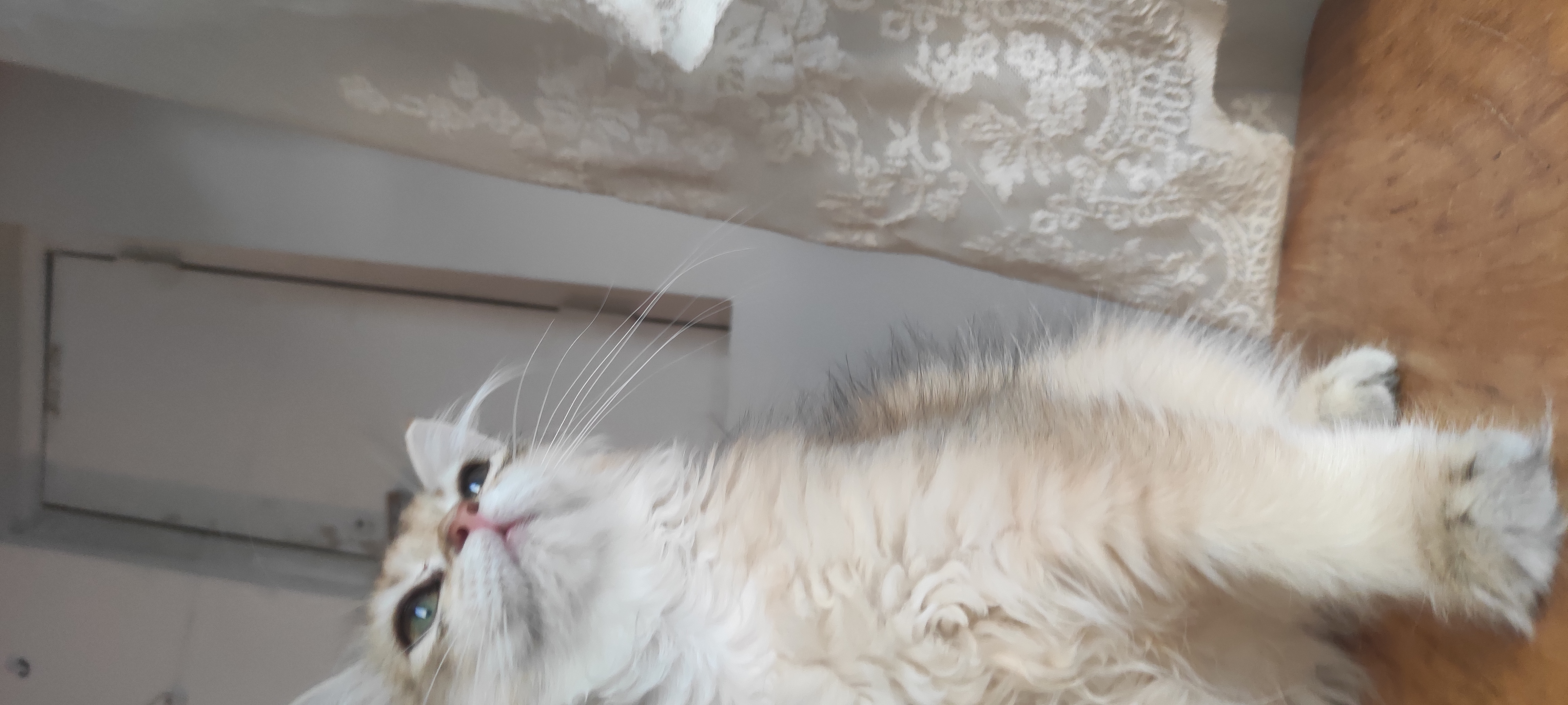 小猪，金渐层弟弟，2针疫苗